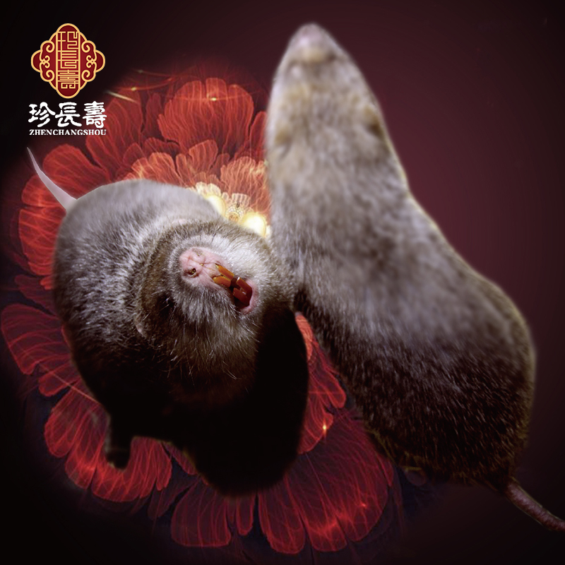 【有機(jī)認(rèn)證】只吃竹子，不是鼠的“鼠”（長生淀基地年產(chǎn)10萬只）