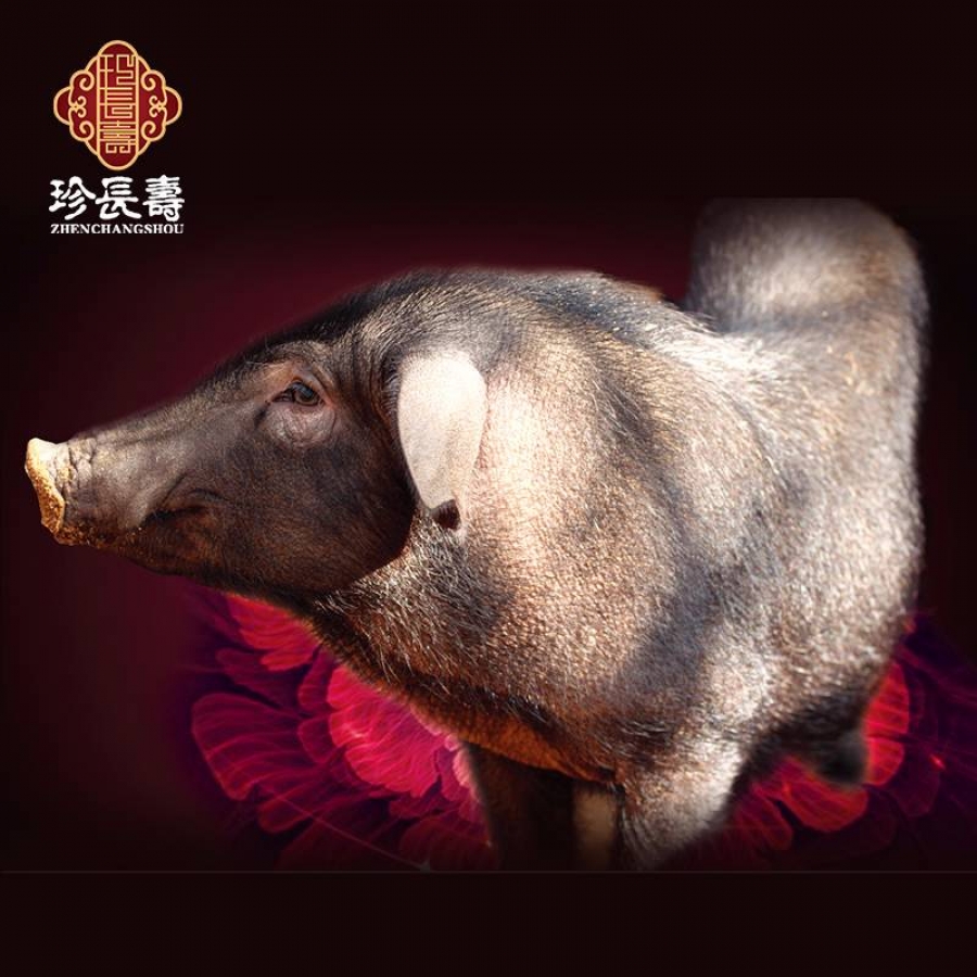 【有機(jī)認(rèn)證】比羊吃草還多的豬，真正的食草豬（長生淀年產(chǎn)3萬頭）